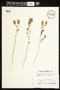Trifolium arvense image