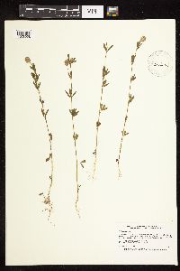 Trifolium arvense image