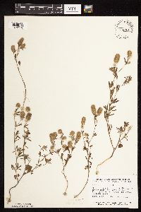 Trifolium arvense image