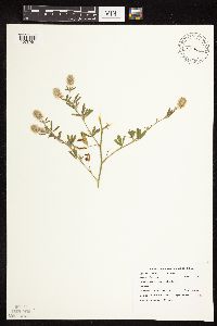 Trifolium arvense image
