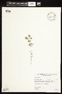 Trifolium arvense image