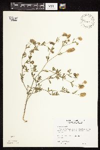Trifolium arvense image
