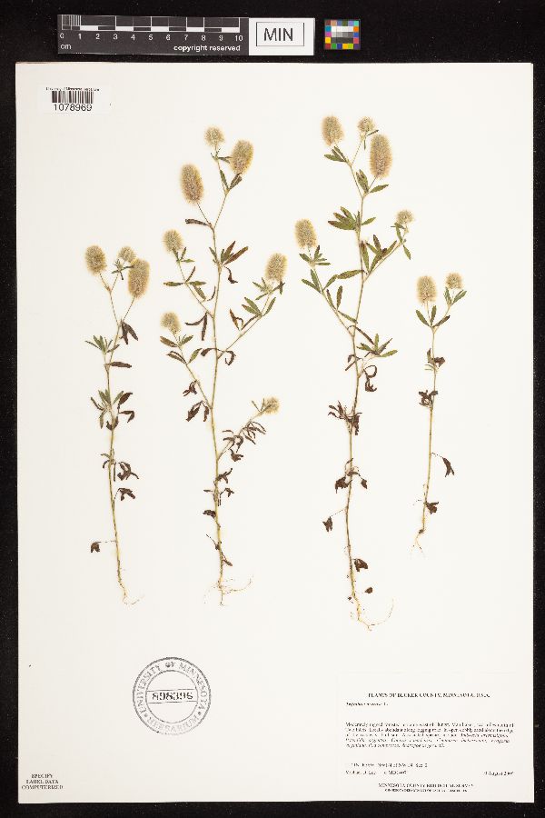 Trifolium arvense image