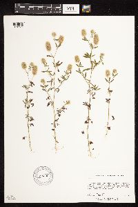 Image Associated With the Occurrence