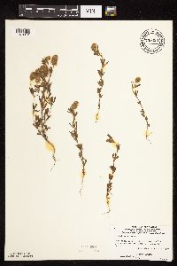 Trifolium arvense image