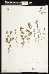 Trifolium arvense image