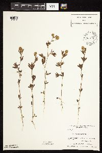 Trifolium arvense image