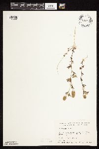 Trifolium arvense image