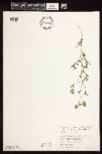 Trifolium arvense image