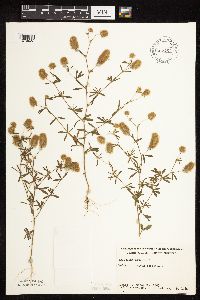 Trifolium arvense image