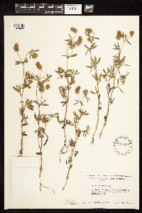 Trifolium arvense image