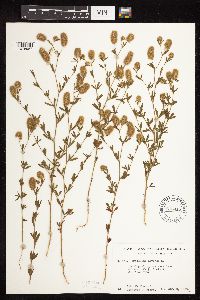 Trifolium arvense image