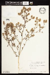 Trifolium arvense image