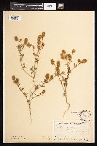 Trifolium arvense image