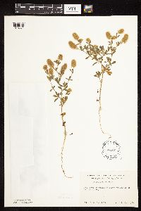 Trifolium arvense image
