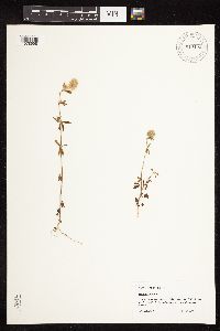 Trifolium arvense image