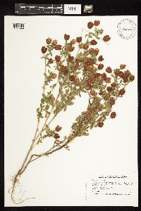 Trifolium aureum image