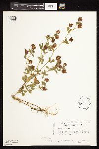 Trifolium aureum image