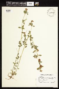 Trifolium aureum image