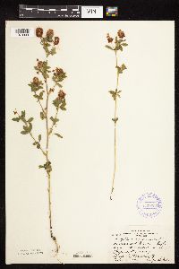 Trifolium aureum image