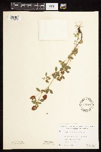 Trifolium aureum image