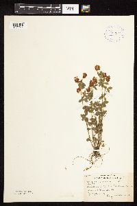Trifolium aureum image