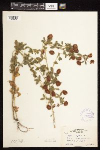 Trifolium aureum image