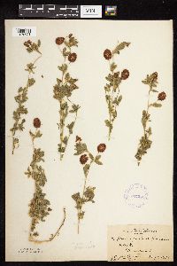 Trifolium aureum image