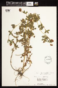 Trifolium aureum image