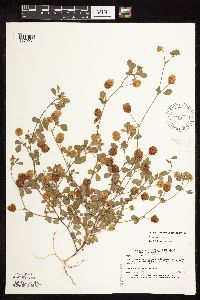 Trifolium campestre image