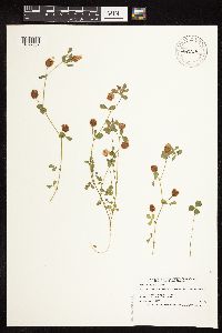 Trifolium campestre image