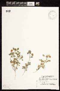Trifolium campestre image