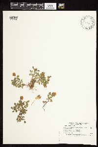 Trifolium campestre image