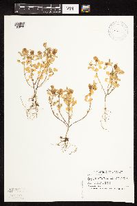 Trifolium campestre image