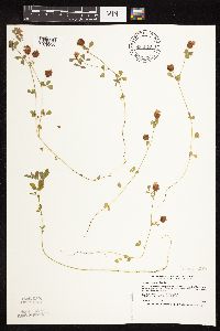 Trifolium campestre image