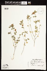 Trifolium campestre image