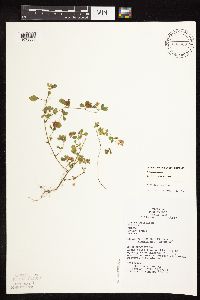Trifolium campestre image