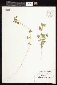 Trifolium campestre image