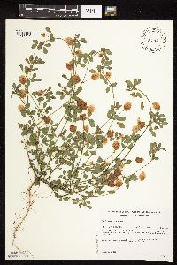Image of Trifolium campestre
