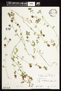 Trifolium campestre image