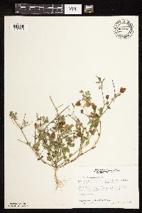 Trifolium campestre image