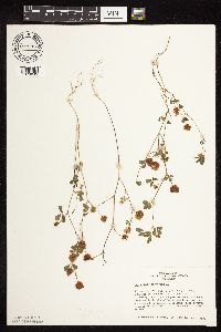 Trifolium campestre image