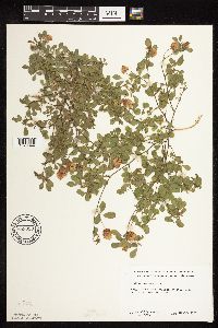 Trifolium campestre image