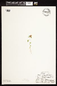 Trifolium campestre image
