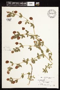 Trifolium campestre image