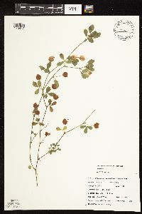 Trifolium campestre image