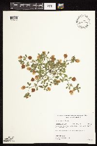 Trifolium campestre image