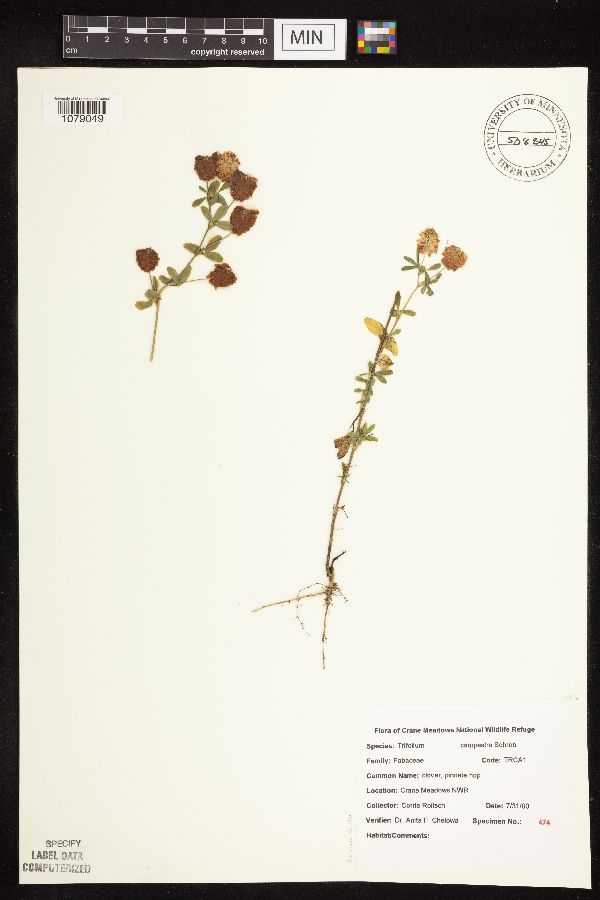 Trifolium campestre image