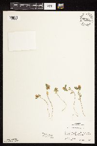 Trifolium campestre image
