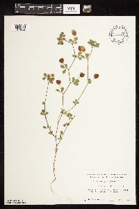 Trifolium campestre image